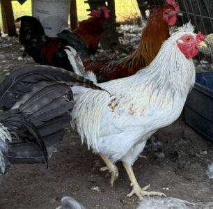 How to Slaughter a Chicken at Home